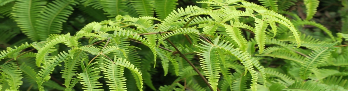 Ferns Kauai