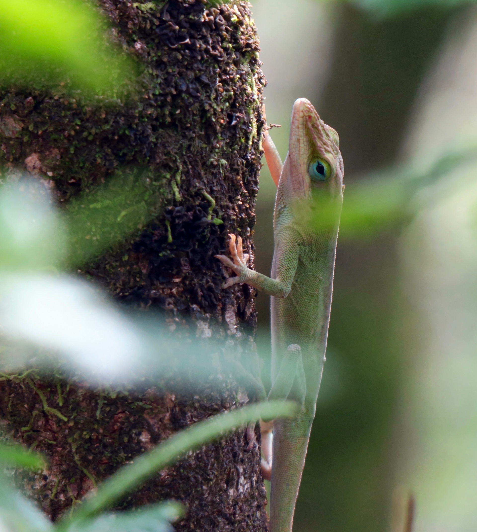 Green Anole 3