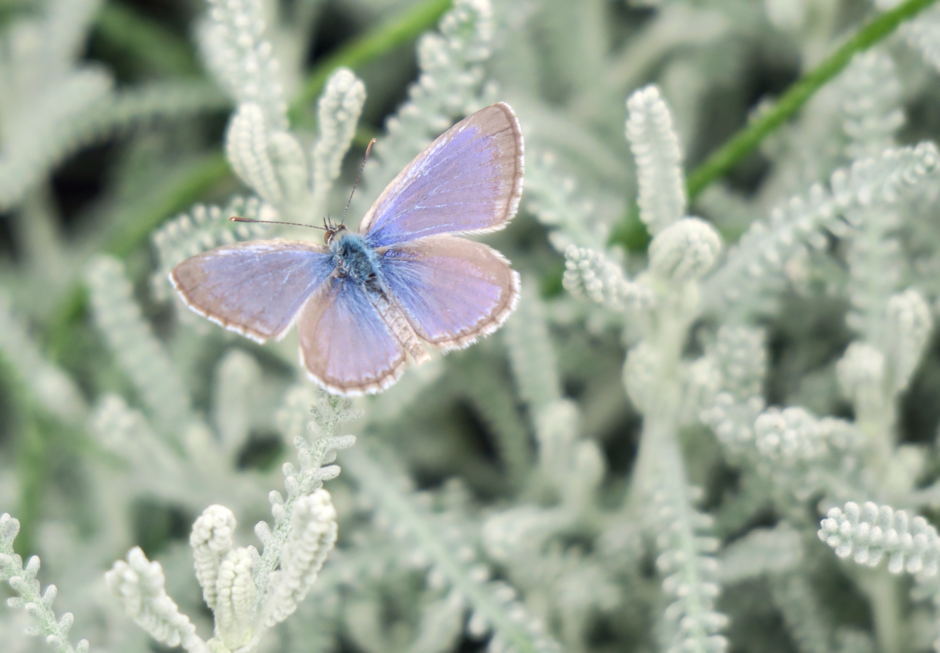 Grass Blue Butterfly