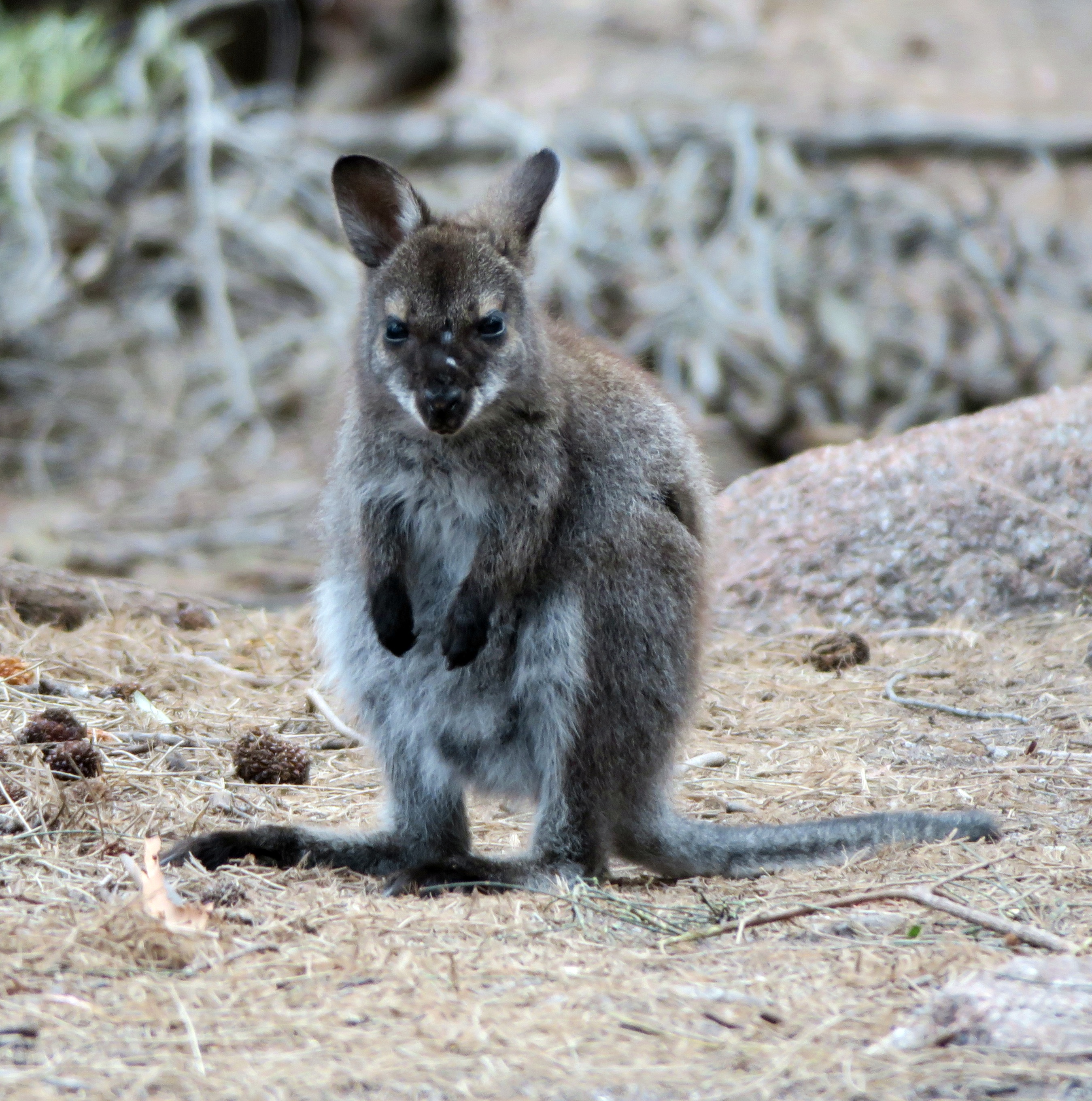 Pademelon on the Trail