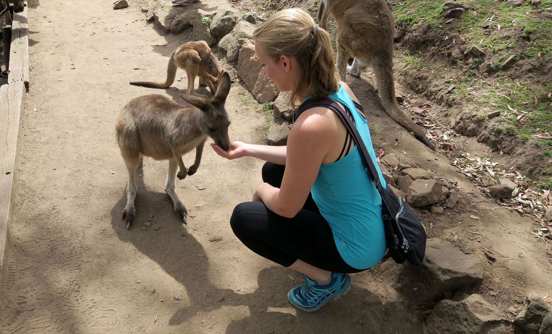 Feeding Kangaroos