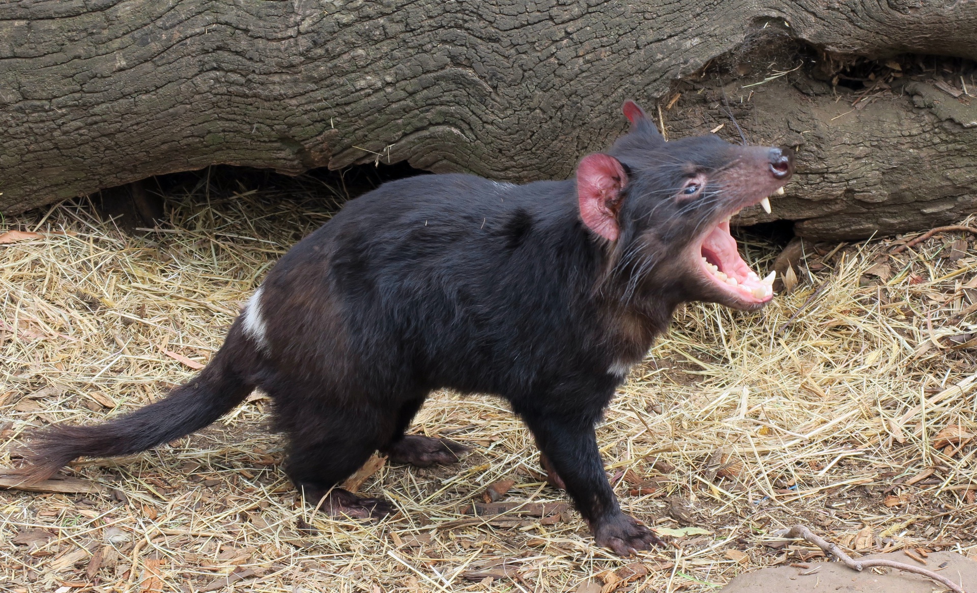 Tasmanian (Tassie) Devil
