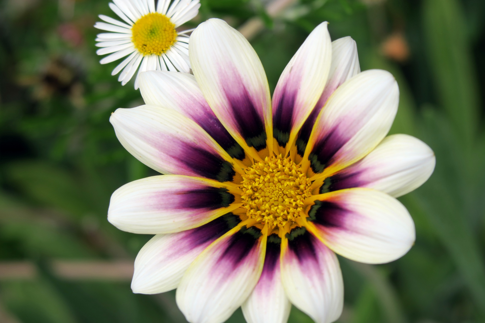 White and Purple Daisy