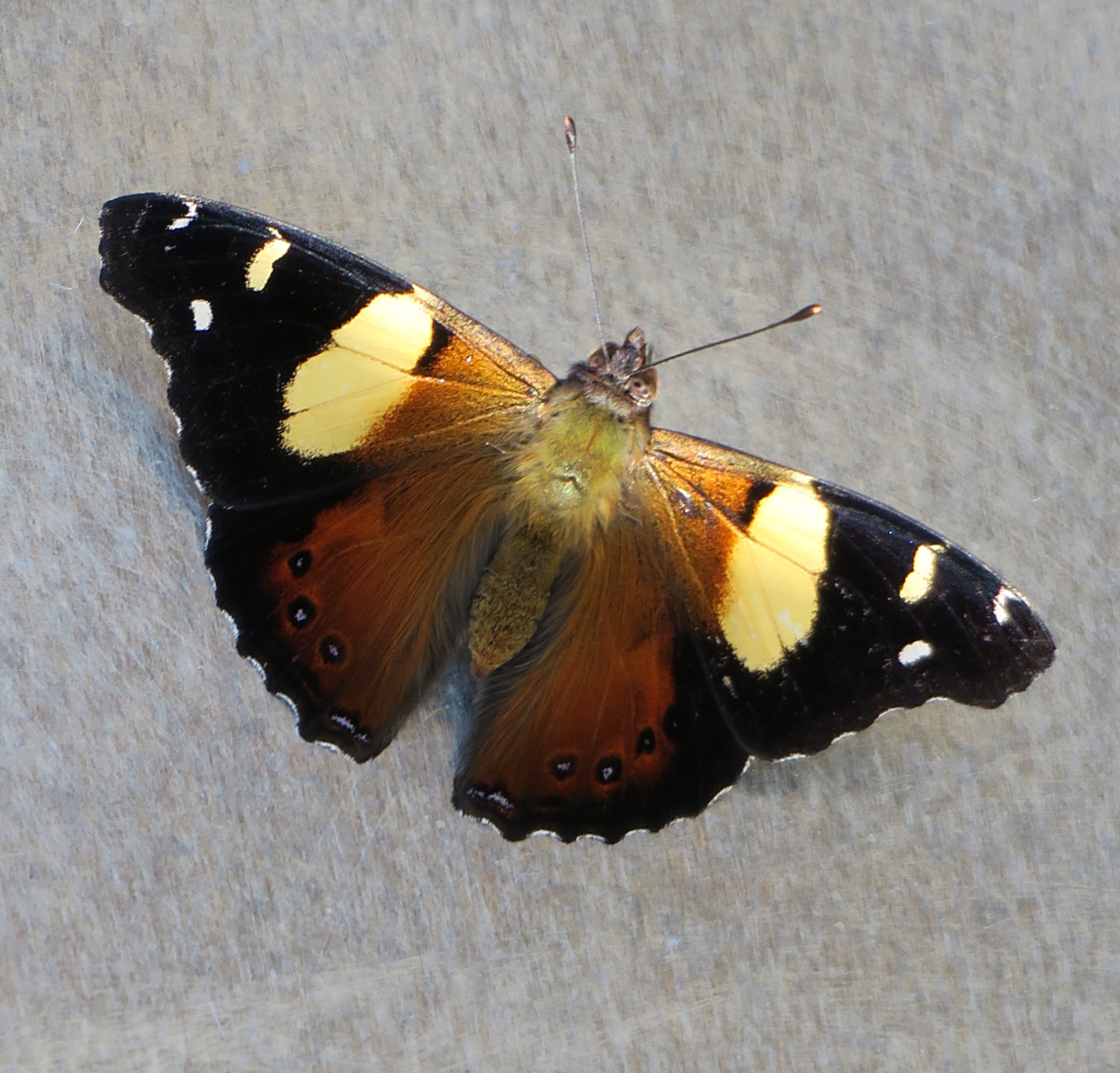 Yellow Admiral Butterfly Wellington