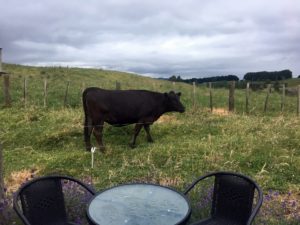  Hobbitses in Matamata