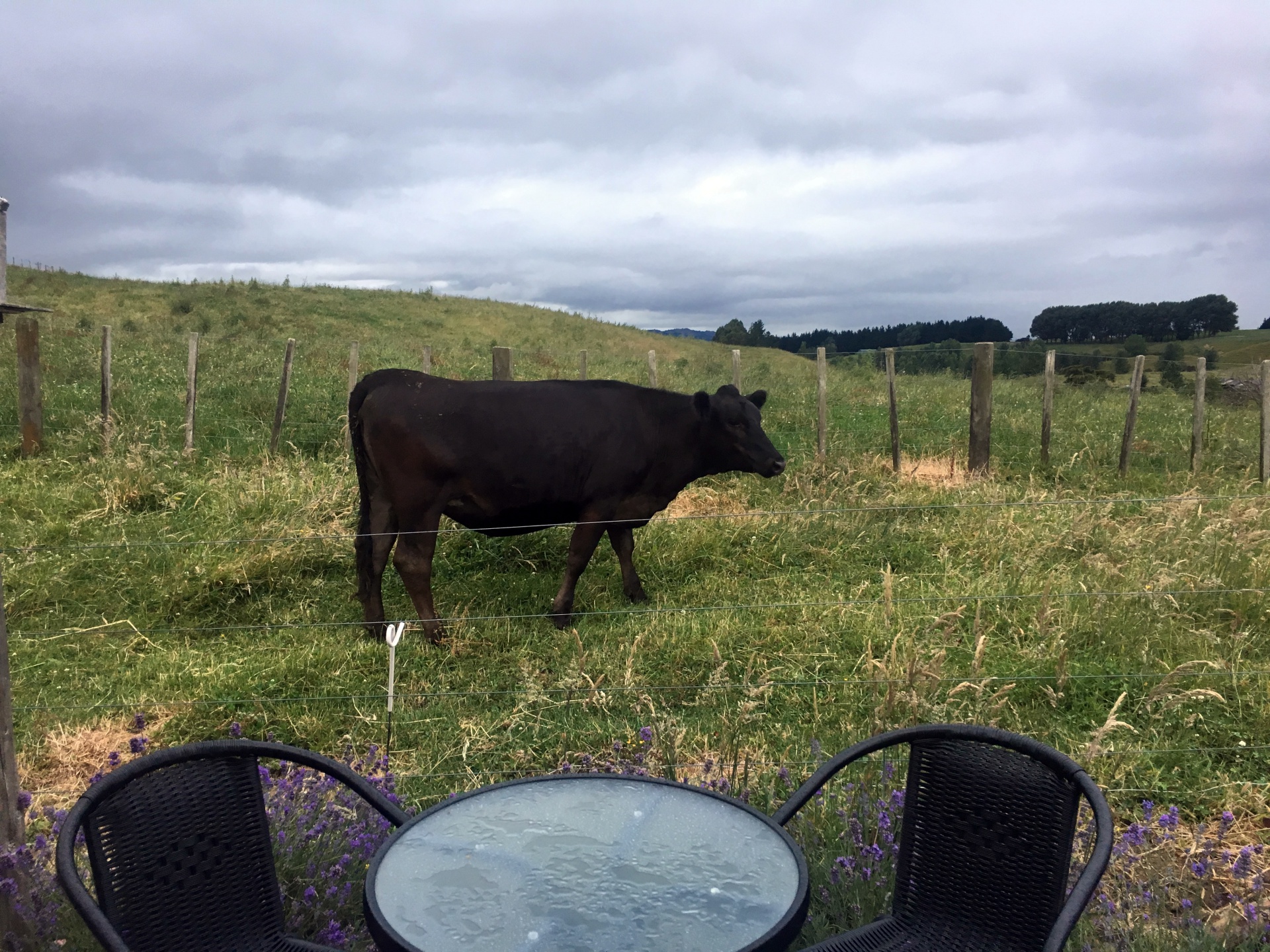 Cow visitor in Matamata