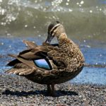  Taupo: Lakes, Waterfalls, & Tui