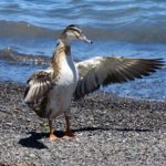  Taupo: Lakes, Waterfalls, & Tui