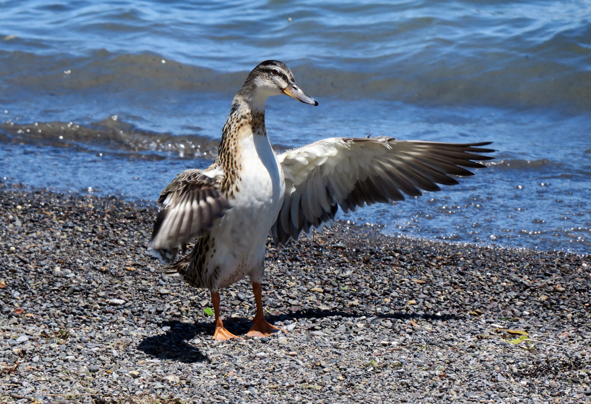 Pacific Black Duck at Lake Taupo