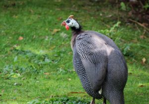  Wellington: Wind, Wildlife, & Weta Cave