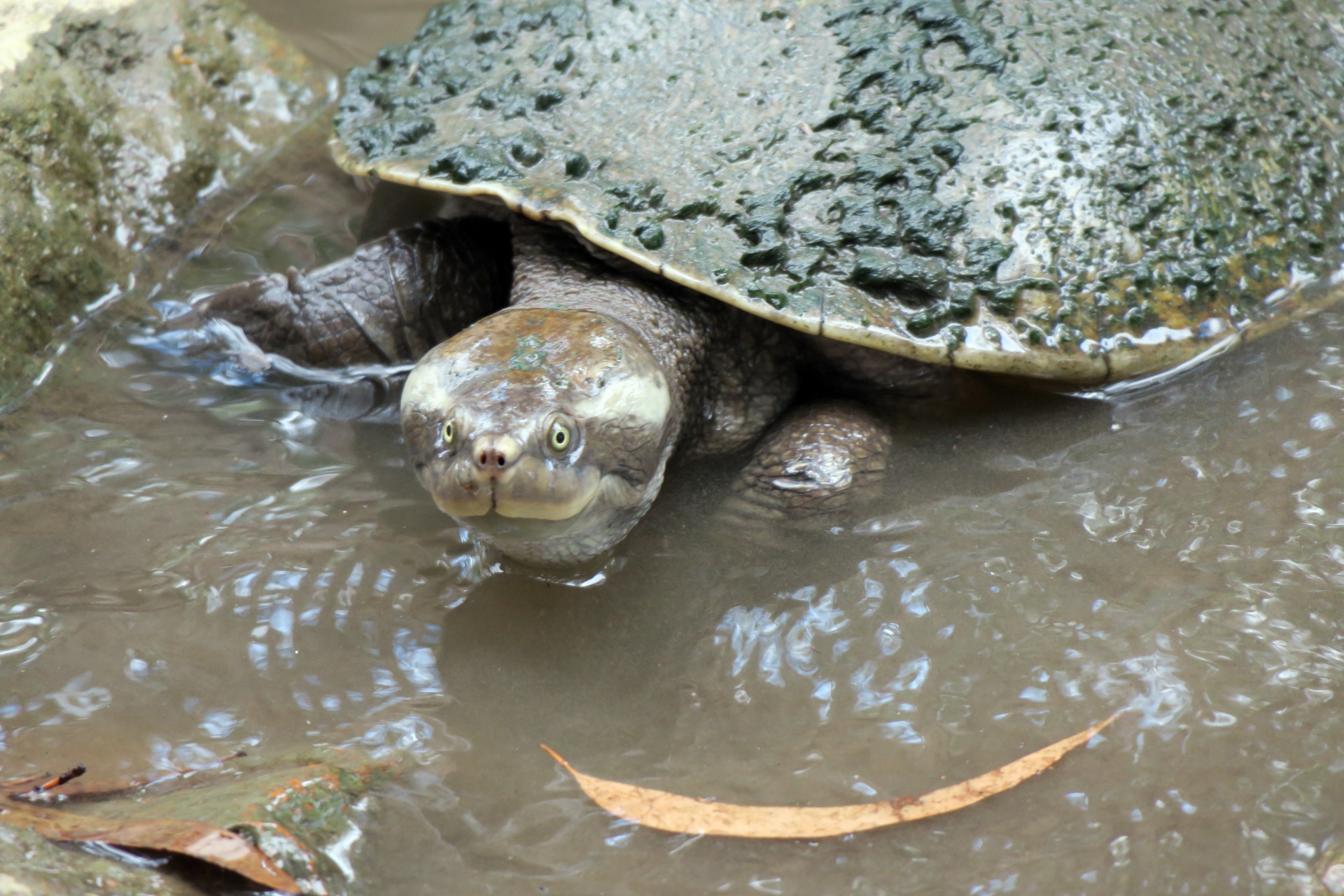 River Turtle