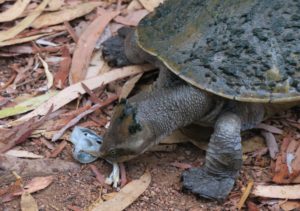  Billabong Sanctuary Photo Gallery