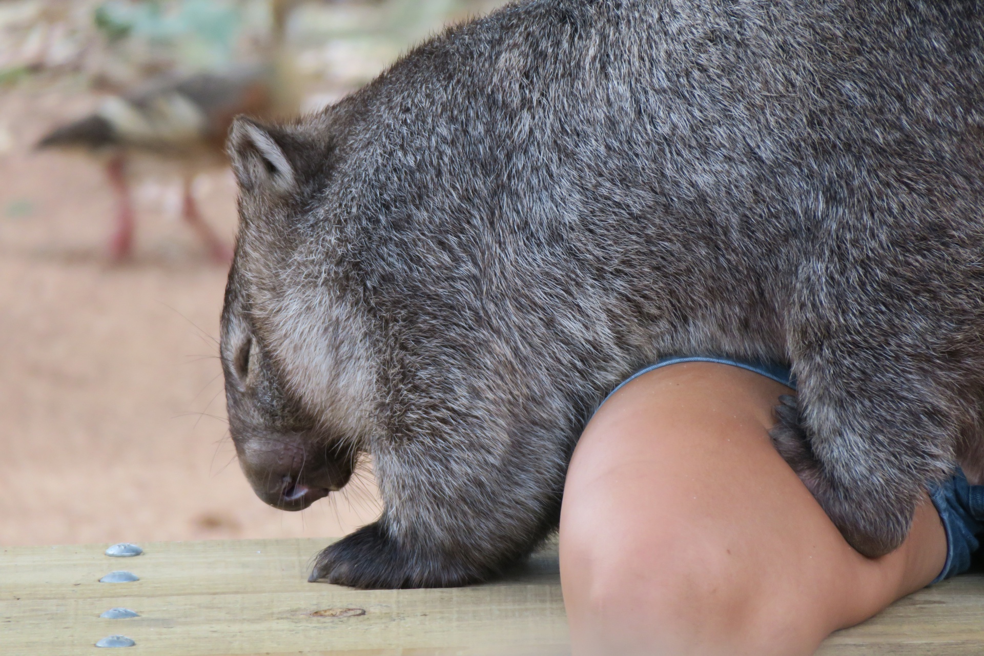 Wanda, the Bare-nosed Wombat at Billabong Sanctuary
