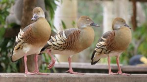  Billabong Sanctuary Photo Gallery