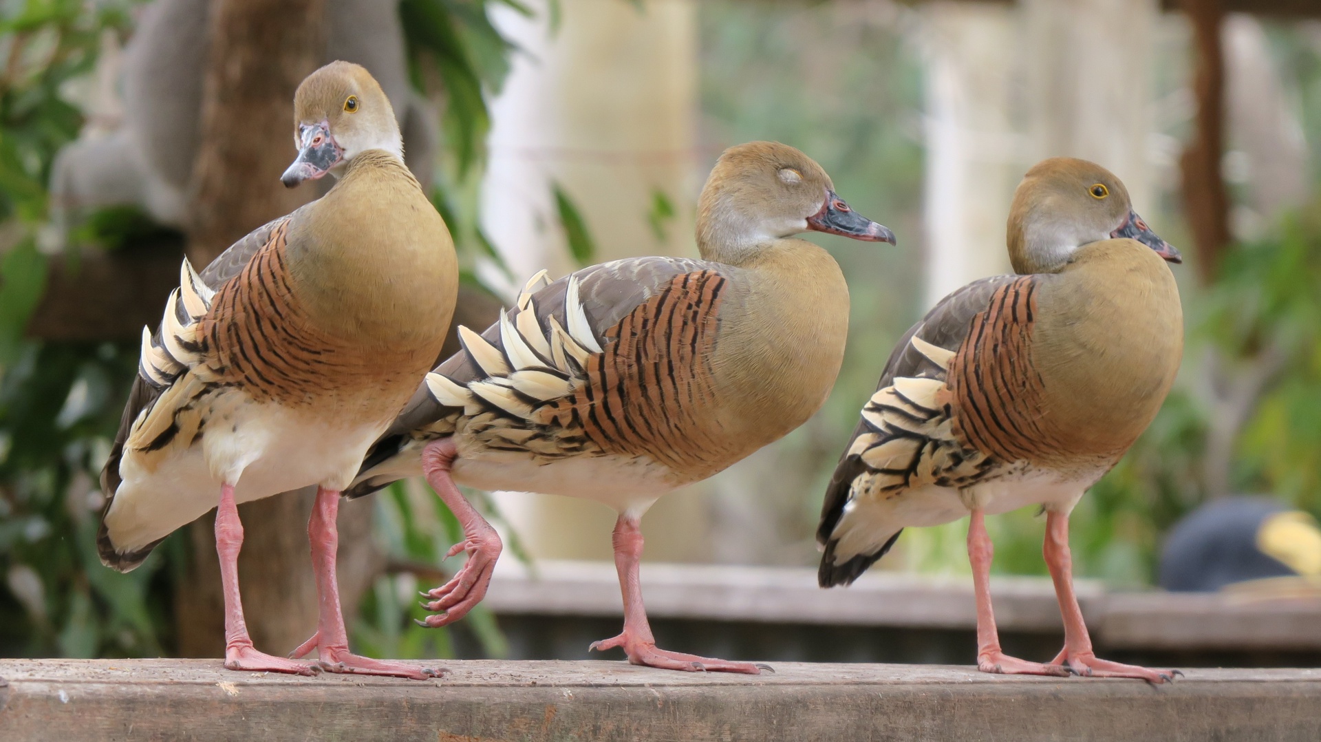 Plumed Whistling-Ducks at Billabong Sanctuary