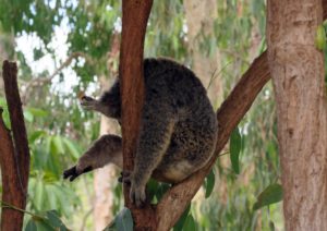  Billabong Sanctuary Photo Gallery