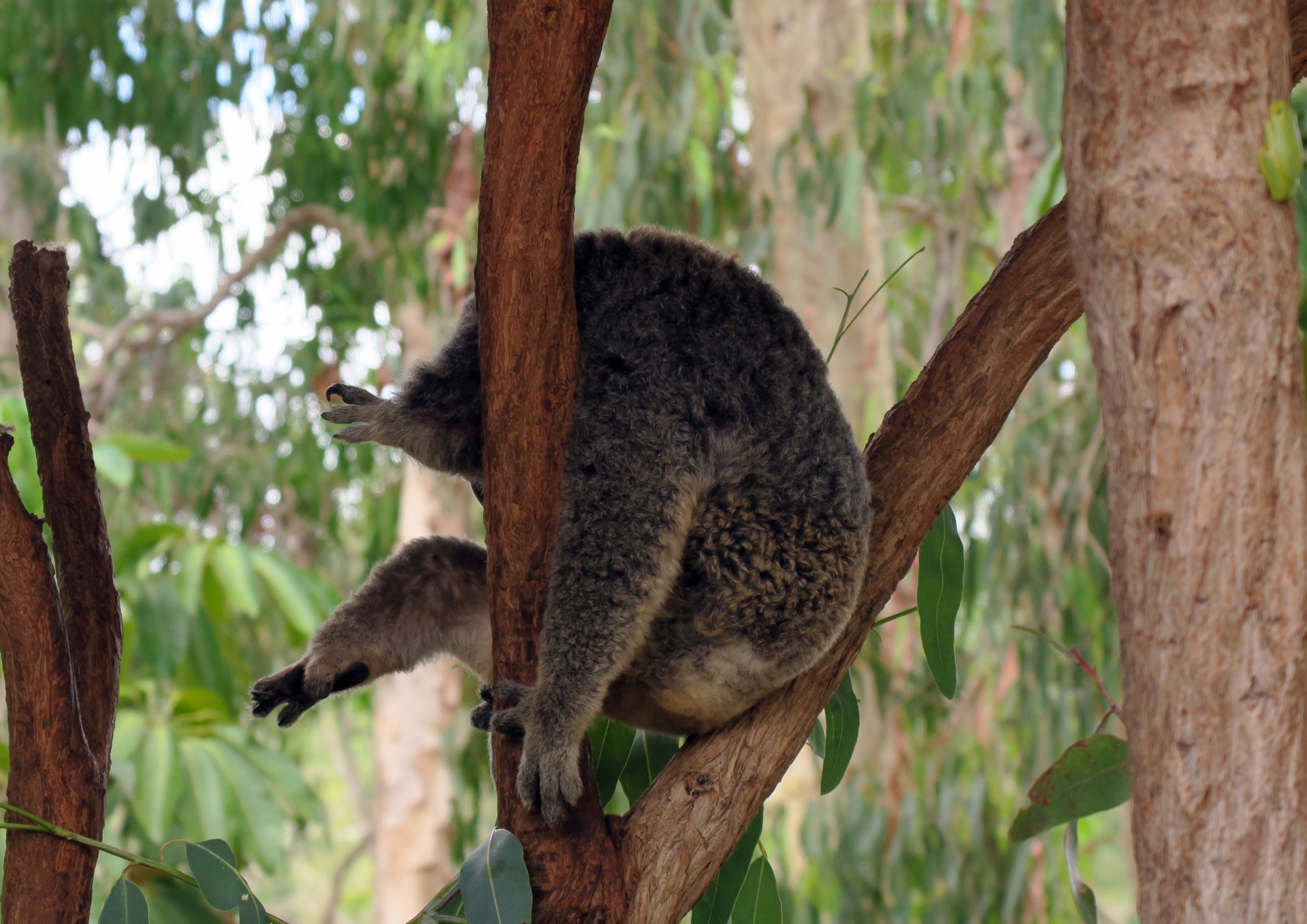 Sleepy Koala at Billabong Sanctuary