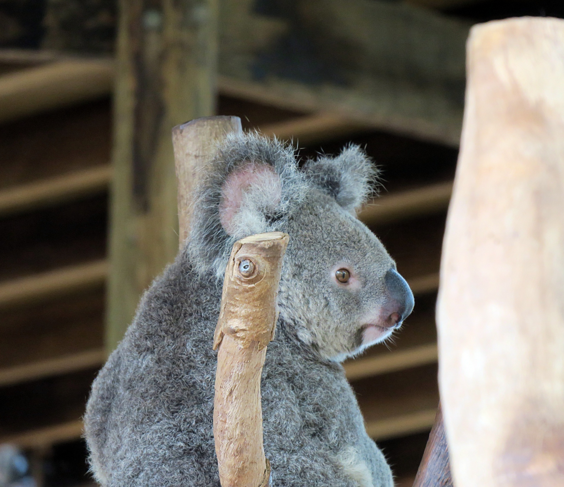 Alert Koala at Billabong Sanctuary.