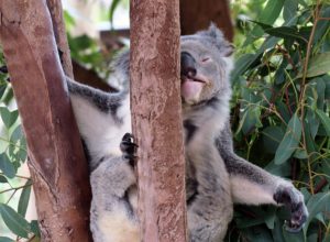  Billabong Sanctuary Photo Gallery
