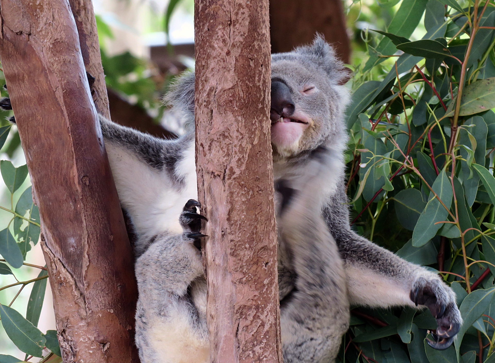 Koala at Billabong Sanctuary
