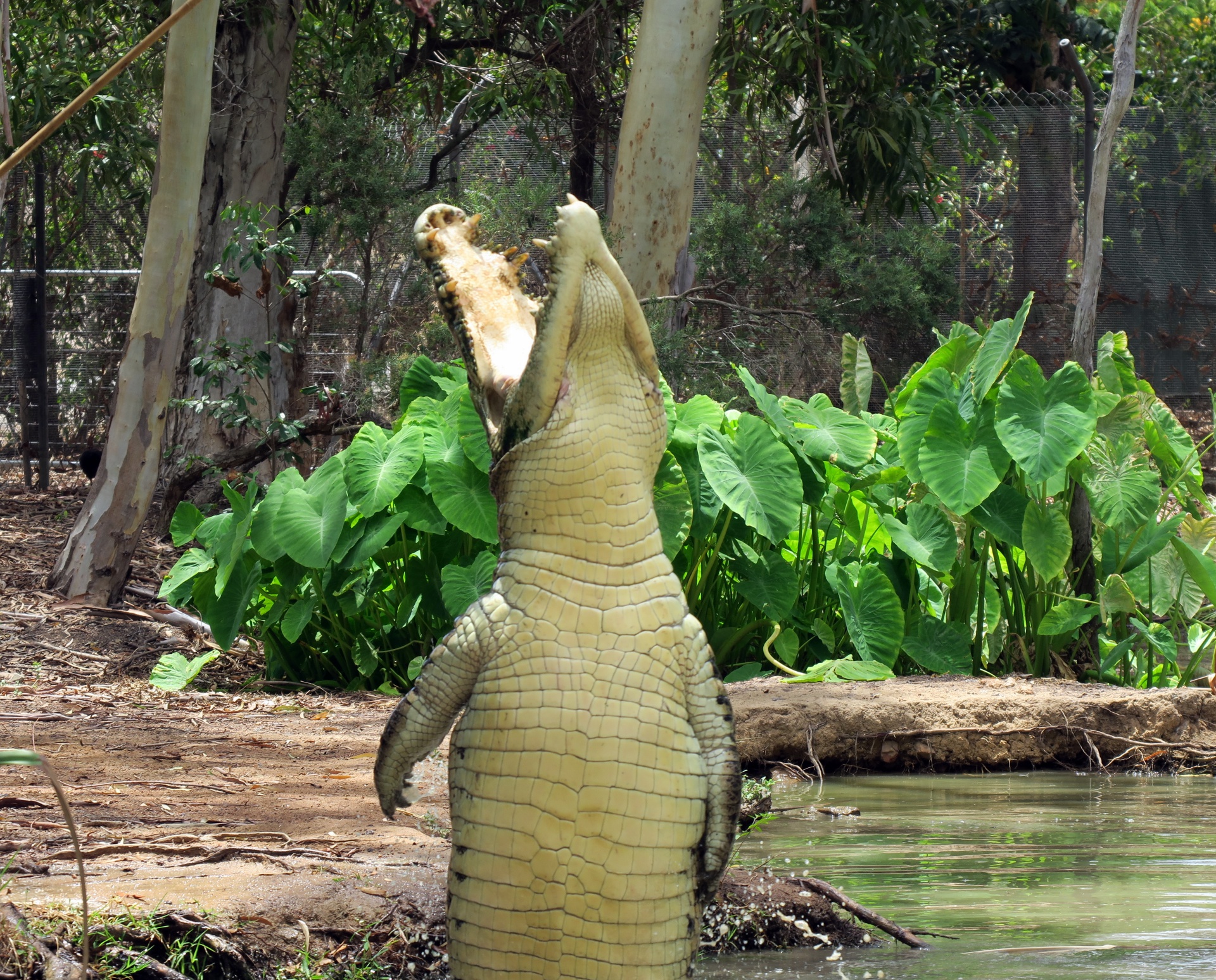 Snappy Tom, the Estuarine Crocodile, getting some food.