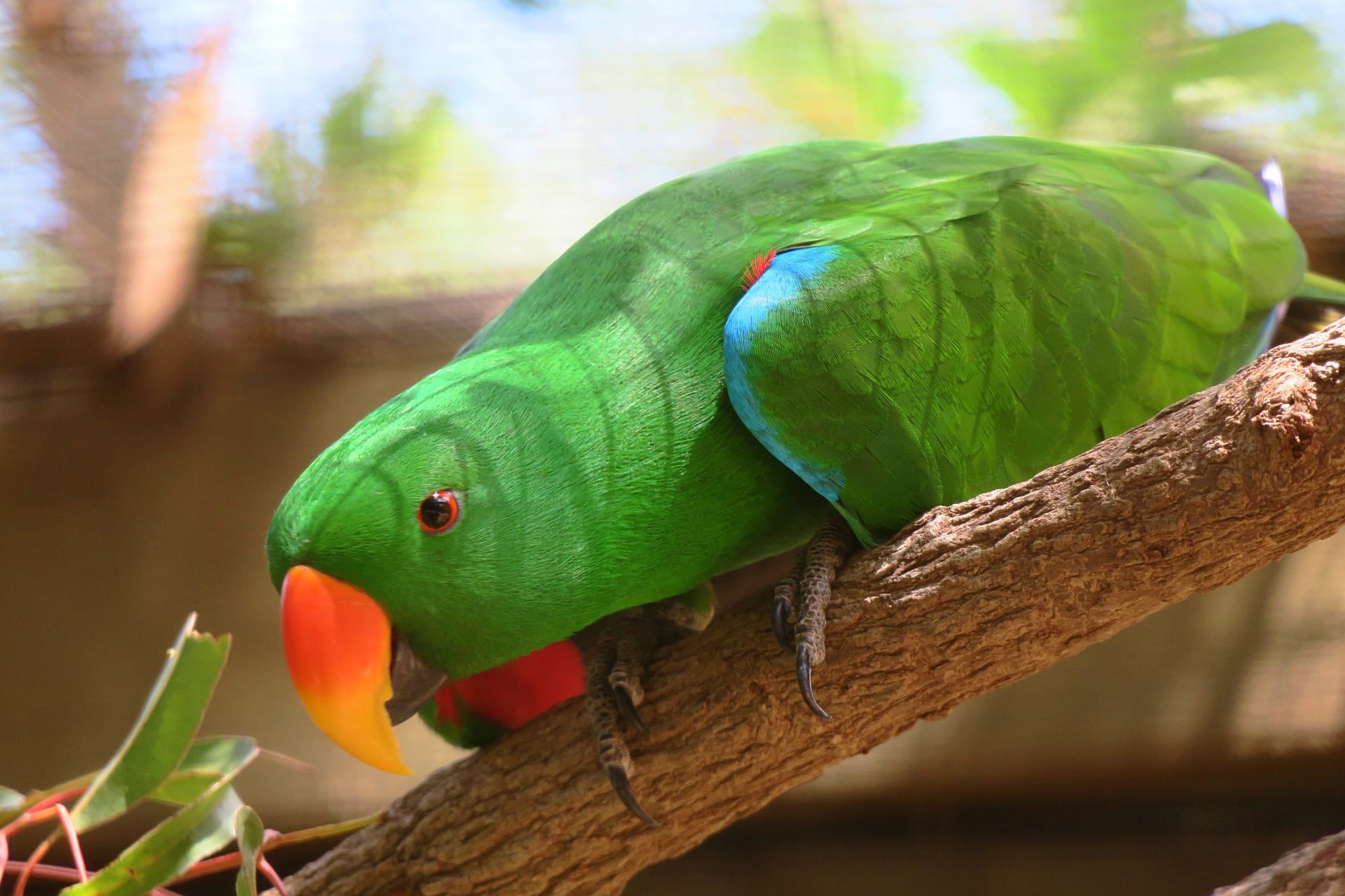 A male Eclectus Parrot at Billabong Sanctuary