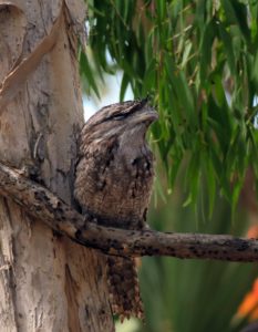  Billabong Sanctuary Photo Gallery