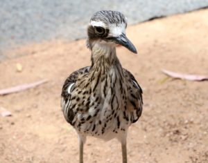  Billabong Sanctuary Photo Gallery