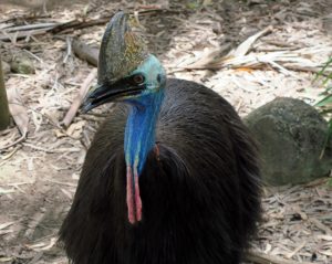  Billabong Sanctuary Photo Gallery
