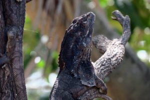  Billabong Sanctuary Photo Gallery