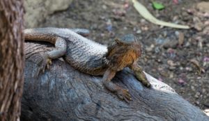  Billabong Sanctuary Photo Gallery