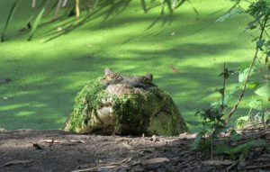  Billabong Sanctuary Photo Gallery