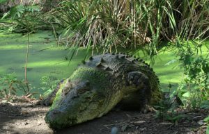  Billabong Sanctuary Photo Gallery