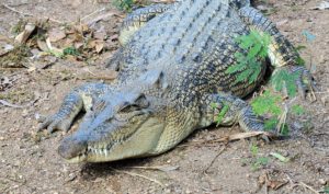  Billabong Sanctuary Photo Gallery