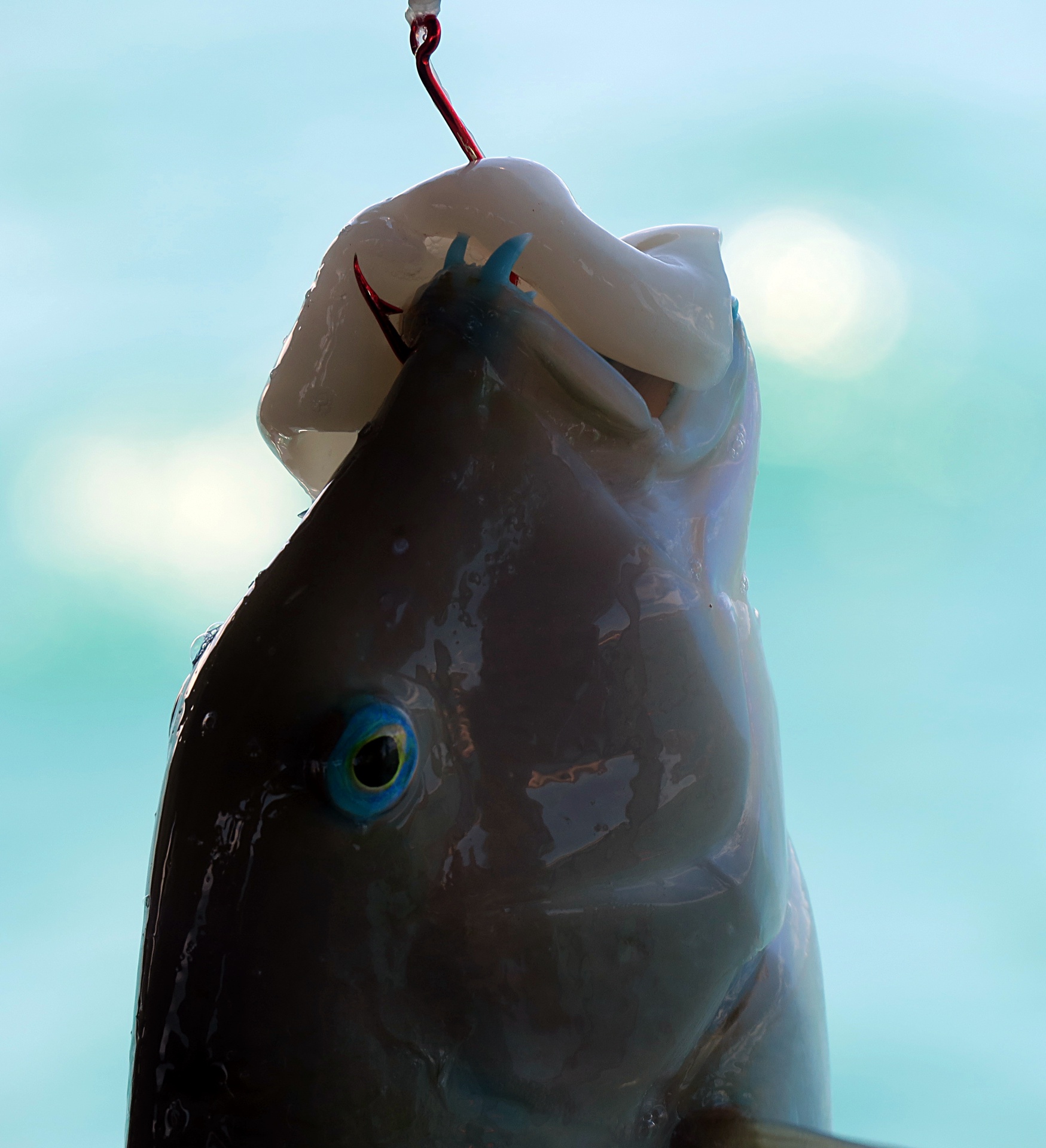 Blue Tuskfish