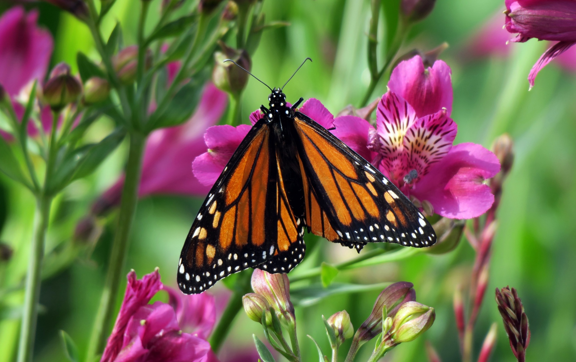Monarch Butterfly Auckland Botanic Gardens