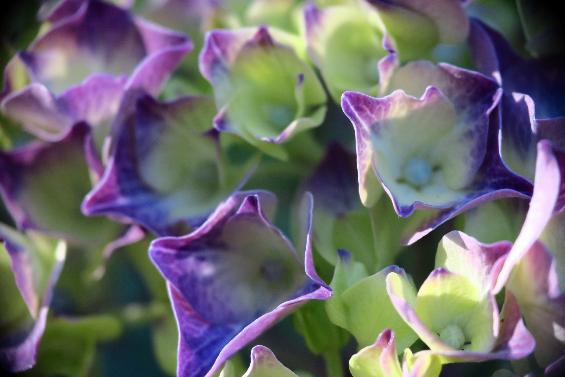 Hydrangeas - Auckland Botanic Garden