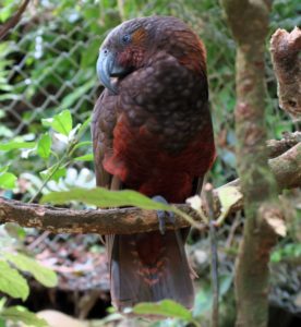  Wellington: Wind, Wildlife, & Weta Cave