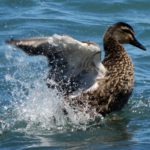  Taupo: Lakes, Waterfalls, & Tui