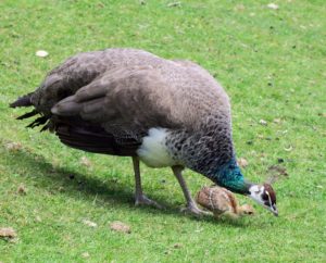  Wellington: Wind, Wildlife, & Weta Cave