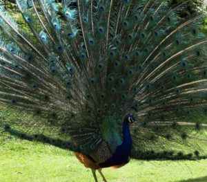  Wellington: Wind, Wildlife, & Weta Cave
