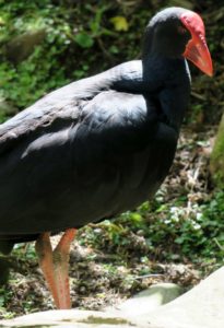  Wellington: Wind, Wildlife, & Weta Cave