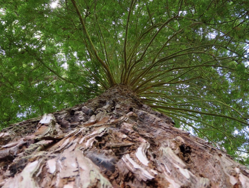 RedwoodForest2-1024x774 Our Adventures in Tauranga and Rotorua