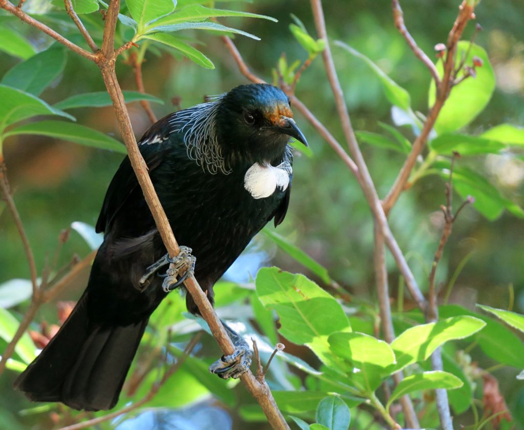 Tui-1024x841 Taupo: Lakes, Waterfalls, & Tui