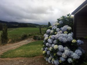  Hobbitses in Matamata