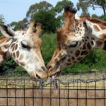  South Island: Maruia, Christchurch, & Akaroa