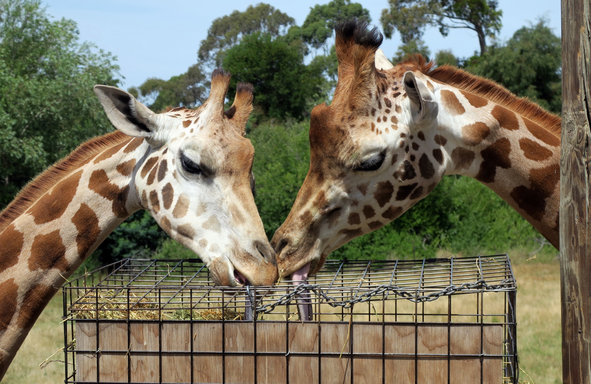 Giraffes and their long tongues!