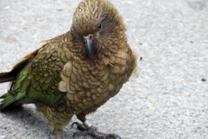 Kea1-300x200 That Time We Went to a Glacier