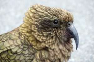 Kea2-300x200 That Time We Went to a Glacier