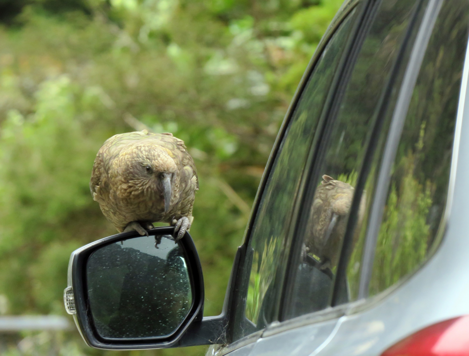 Cheeky Kea Checking Out a Car Mirror